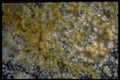 413020 Cathedral Agate A4 Photo Print