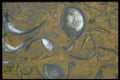 413021 Feathery Fossil Stone A4 Photo Print