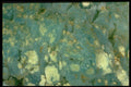 413027 Chrysoprase, Australia A4 Photo Print