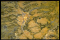413030 Dendritic Opal A4 Photo Print