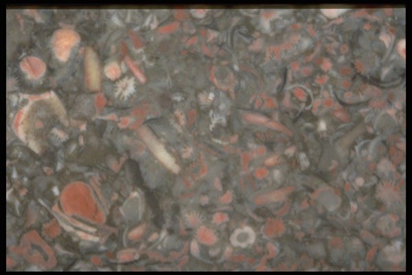 413035 Chazy Fossil Stone A4 Photo Print