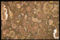 413038 Orbicular Rhyolite A4 Photo Print