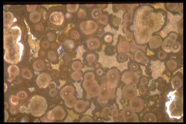413038 Orbicular Rhyolite A4 Photo Print