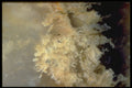 413054 Mexican Plume Agate A4 Photo Print