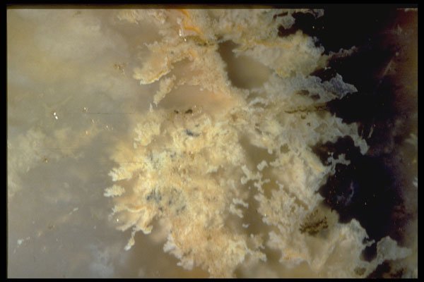 413054 Mexican Plume Agate A4 Photo Print
