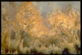 413056 Mexican Plume Agate A4 Photo Print