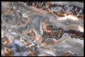 413058 Zebra Agate, Mexico A4 Photo Print