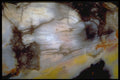 413073 Petrified Wood A4 Photo Print