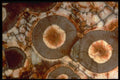 413093 Orbicular Rhyolite A4 Photo Print