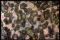 413096 Leopard Skin Agate A4 Photo Print