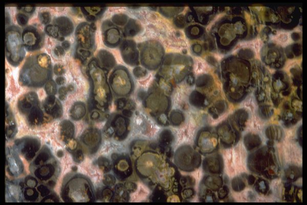413096 Leopard Skin Agate A4 Photo Print