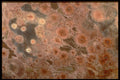 413099 Poppy Jasper A4 Photo Print
