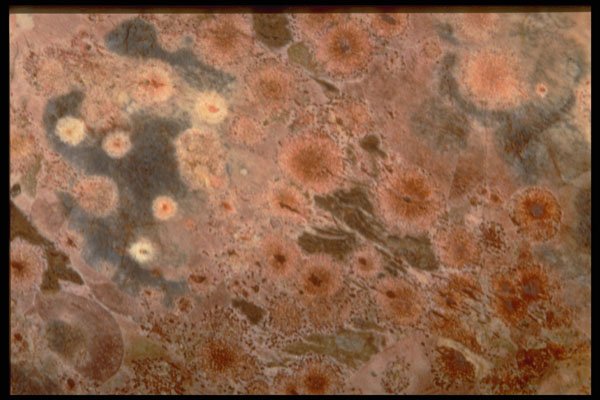 413099 Poppy Jasper A4 Photo Print