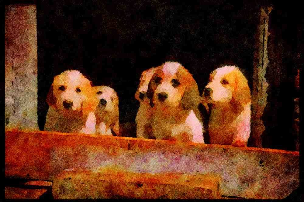 415000 Welsh Foxhound Puppies A4 Limited Edition Watercolour Print