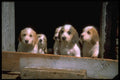 415000 Welsh Foxhound Puppies A4 Photo Print