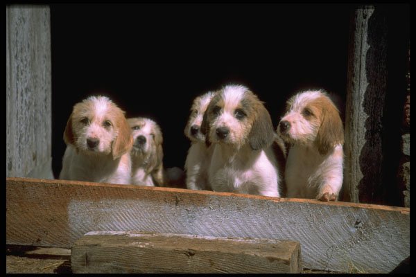 415000 Welsh Foxhound Puppies A4 Photo Print
