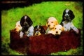 415001 Cocker Spaniel Puppies A4 Limited Edition Watercolour Print