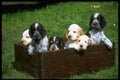 415001 Cocker Spaniel Puppies A4 Photo Print