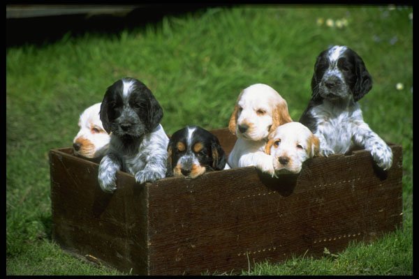 415001 Cocker Spaniel Puppies A4 Photo Print