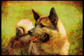 415002 Elkhound A4 Limited Edition Watercolour Print
