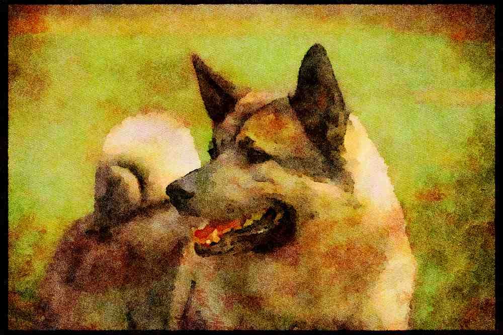 415002 Elkhound A4 Limited Edition Watercolour Print