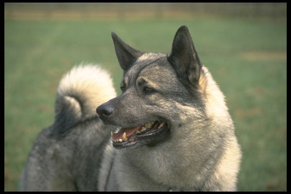 415002 Elkhound A4 Photo Print