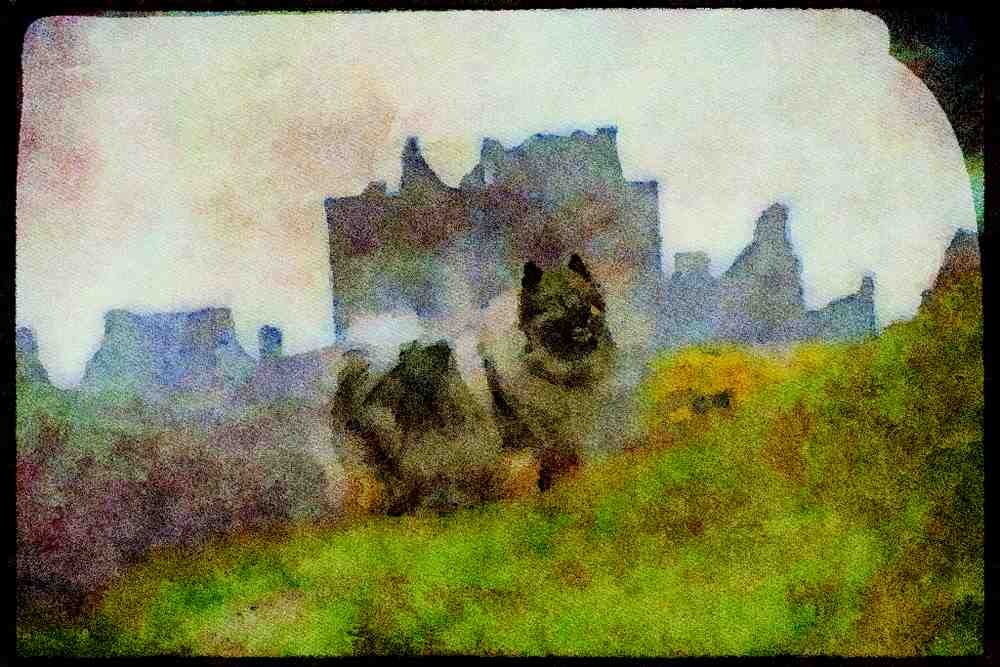 415003 Ben Keeshond A4 Limited Edition Watercolour Print