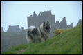 415003 Ben Keeshond A4 Photo Print