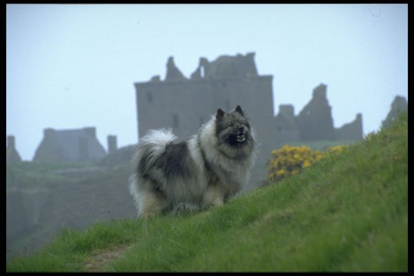 415003 Ben Keeshond A4 Photo Print