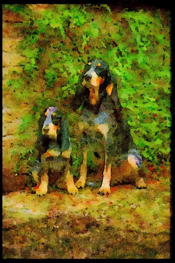415004 Lucern Hound A4 Limited Edition Watercolour Print