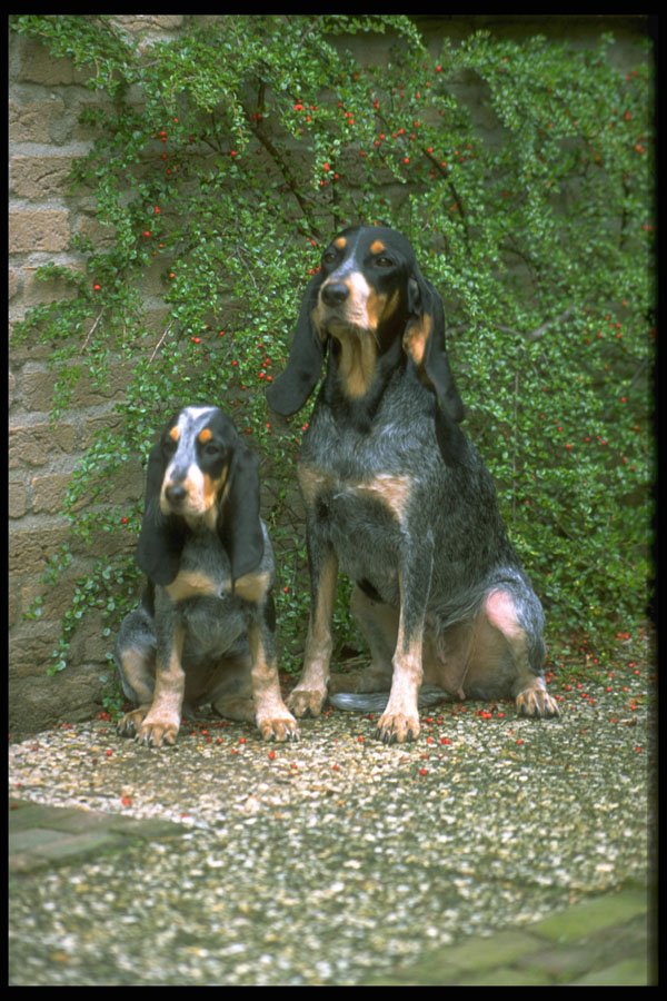 415004 Lucern Hound A4 Photo Print
