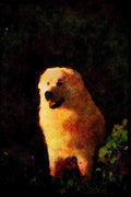 415005 Maremma A4 Limited Edition Watercolour Print