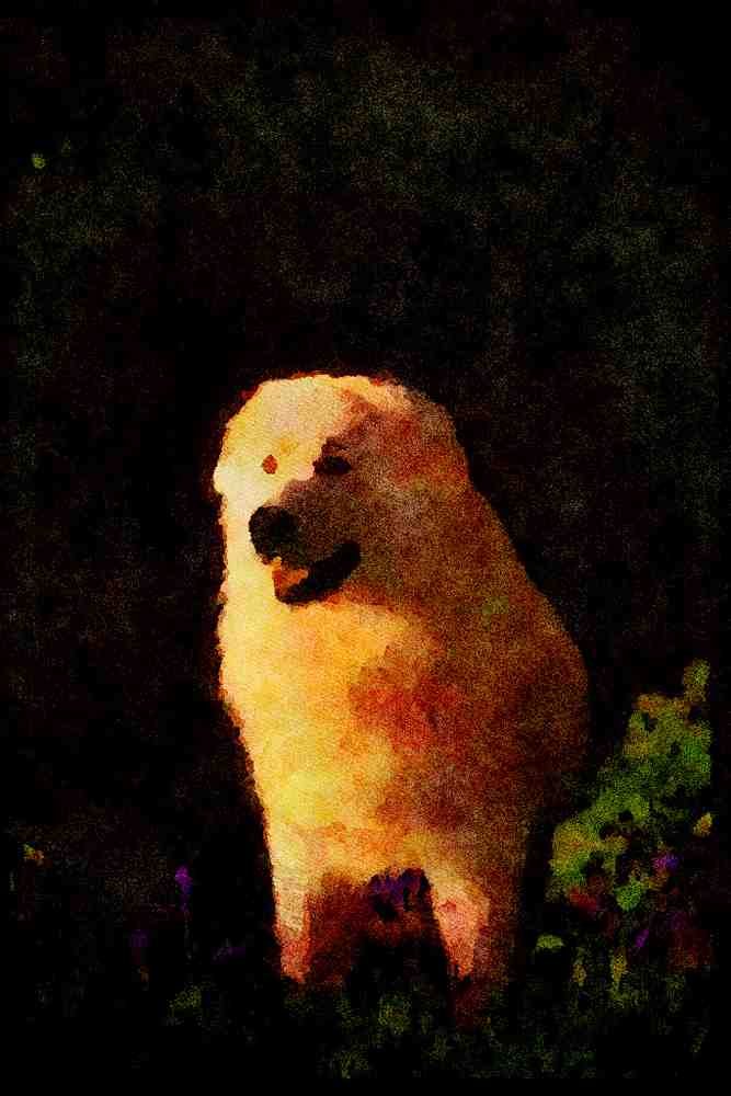 415005 Maremma A4 Limited Edition Watercolour Print
