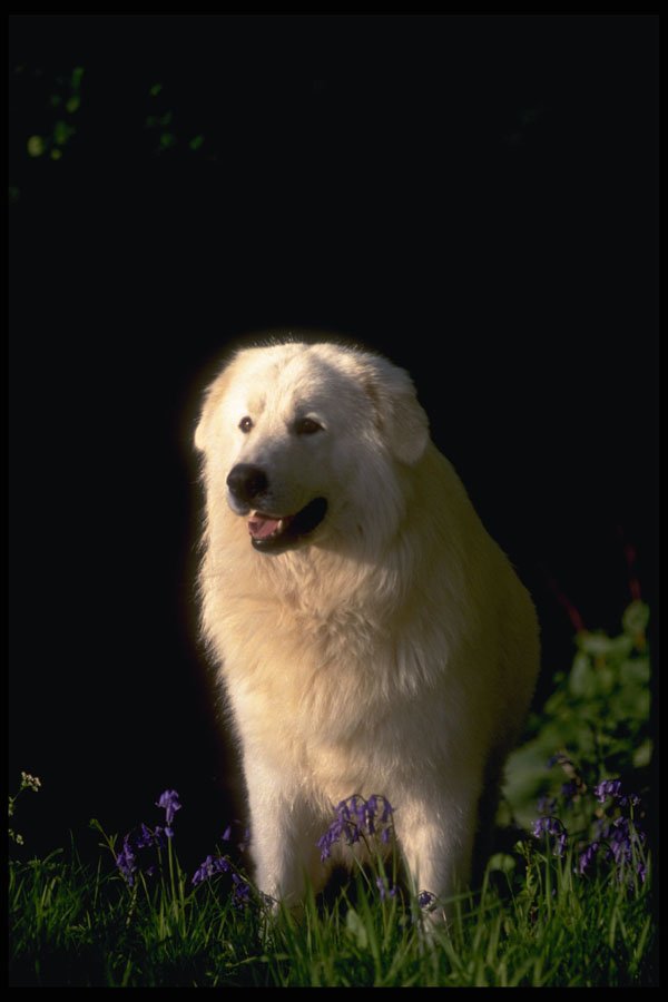 415005 Maremma A4 Photo Print