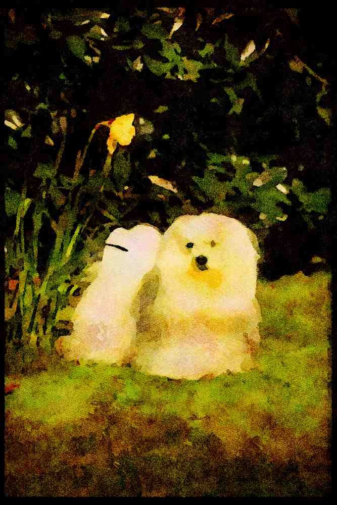 415006 Maltese Terrier A4 Limited Edition Watercolour Print
