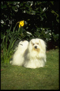 415006 Maltese Terrier A4 Photo Print