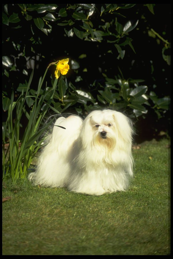 415006 Maltese Terrier A4 Photo Print