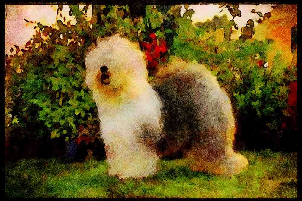 415007 Old English Sheepdog A4 Limited Edition Watercolour Print