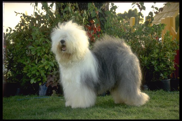 415007 Old English Sheepdog A4 Photo Print