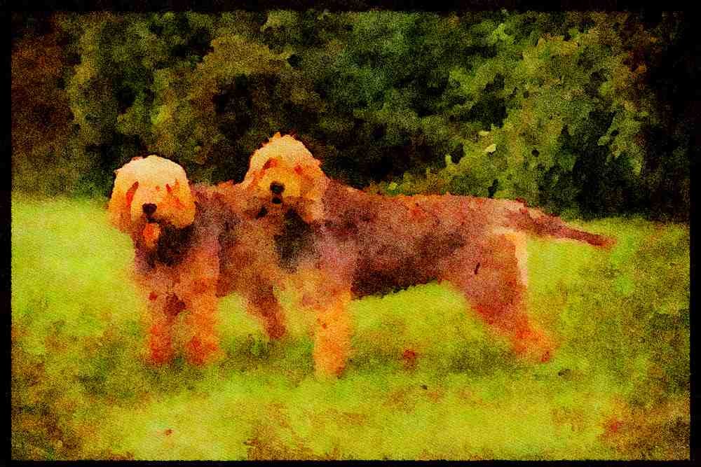 415008 Otter Hounds A4 Limited Edition Watercolour Print