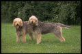 415008 Otter Hounds A4 Photo Print