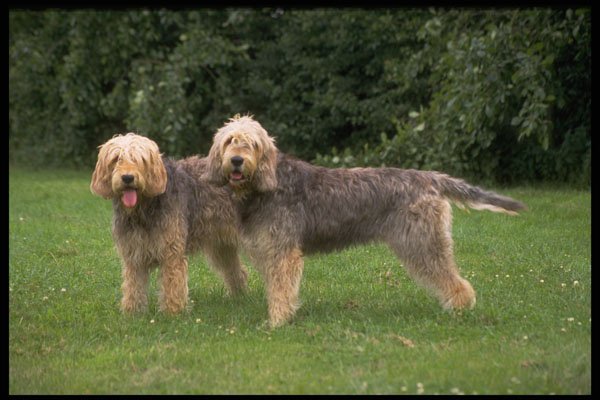 415008 Otter Hounds A4 Photo Print