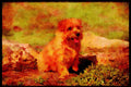 415009 Norfolk Terrier A4 Limited Edition Watercolour Print