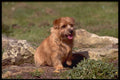 415009 Norfolk Terrier A4 Photo Print
