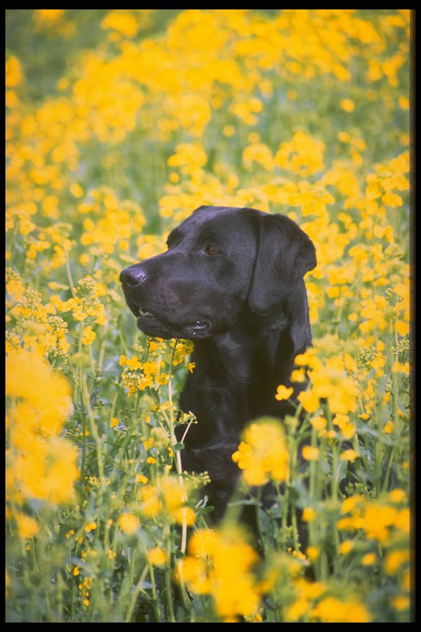 415010 Labrador A4 Photo Print