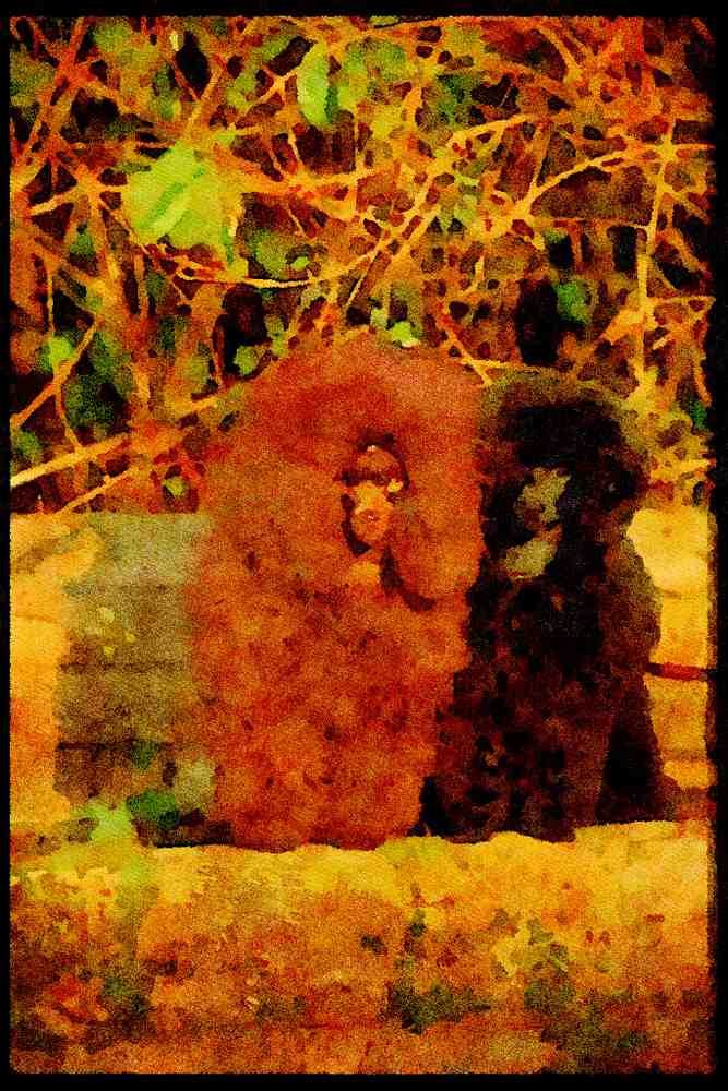 415011 Poodles A4 Limited Edition Watercolour Print