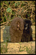 415011 Poodles A4 Photo Print