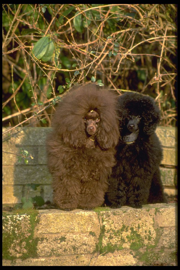 415011 Poodles A4 Photo Print
