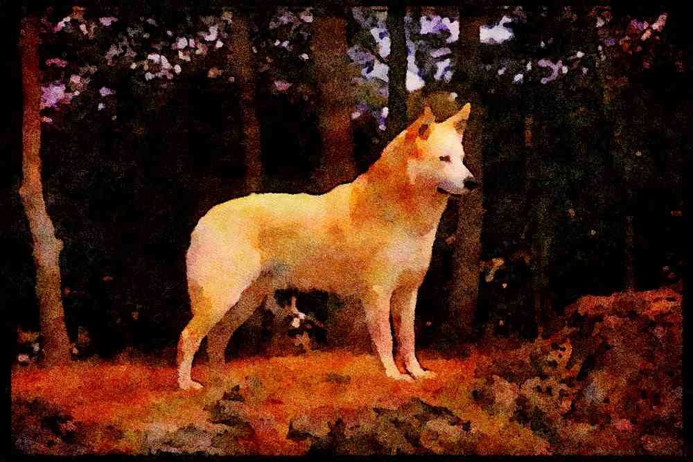 415012 Canaan Dog A4 Limited Edition Watercolour Print