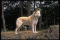 415012 Canaan Dog A4 Photo Print